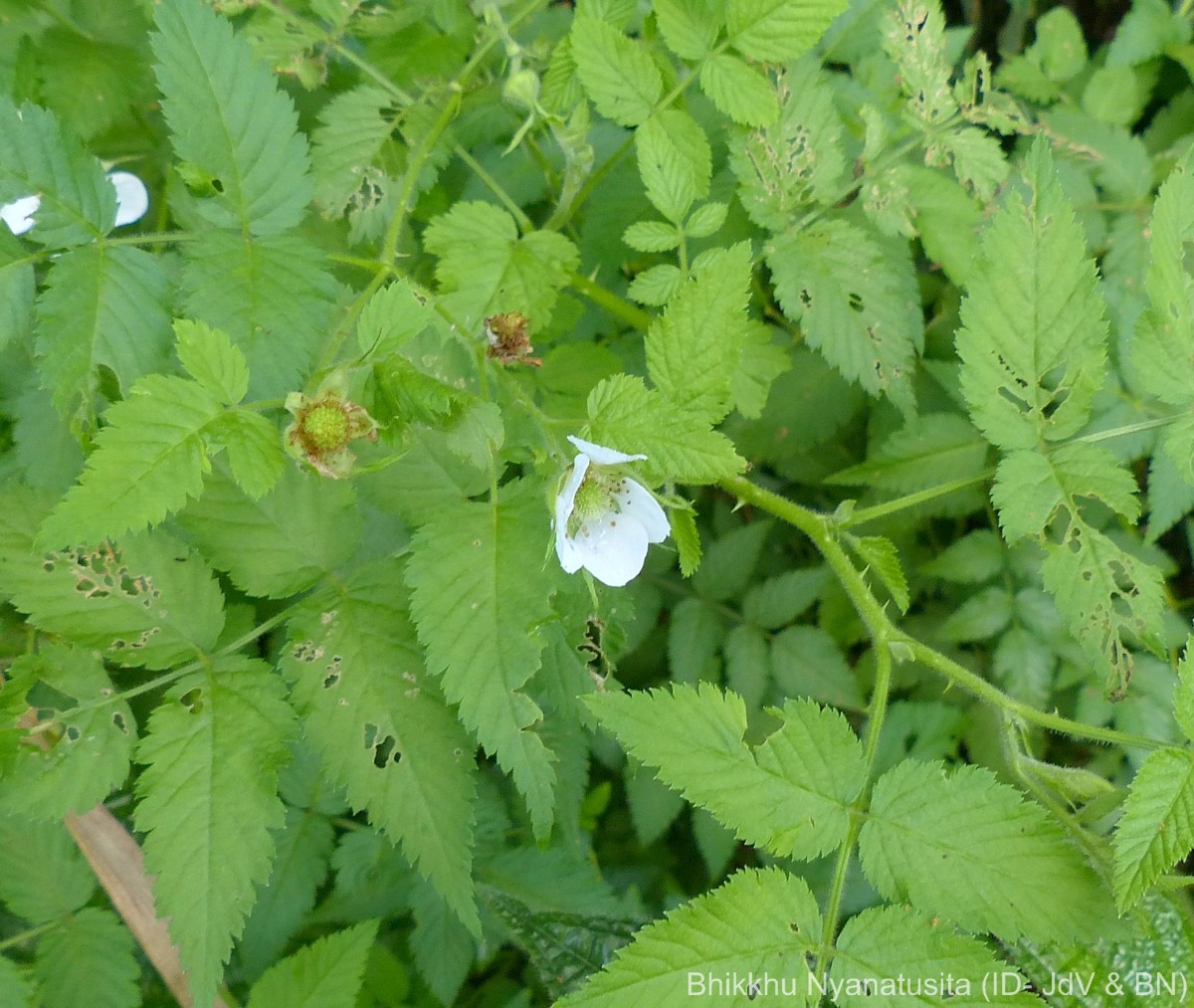 Rubus rosifolius Sm.